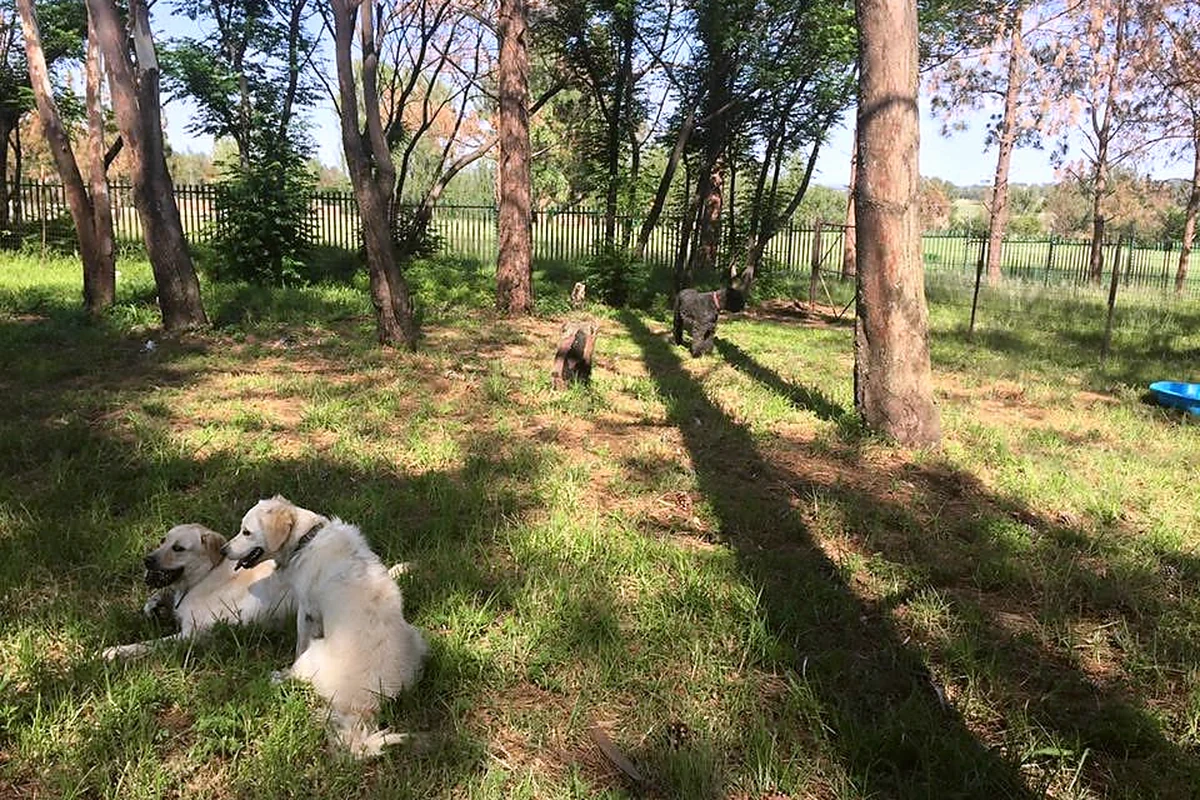 Dogs resting under the trees on the property